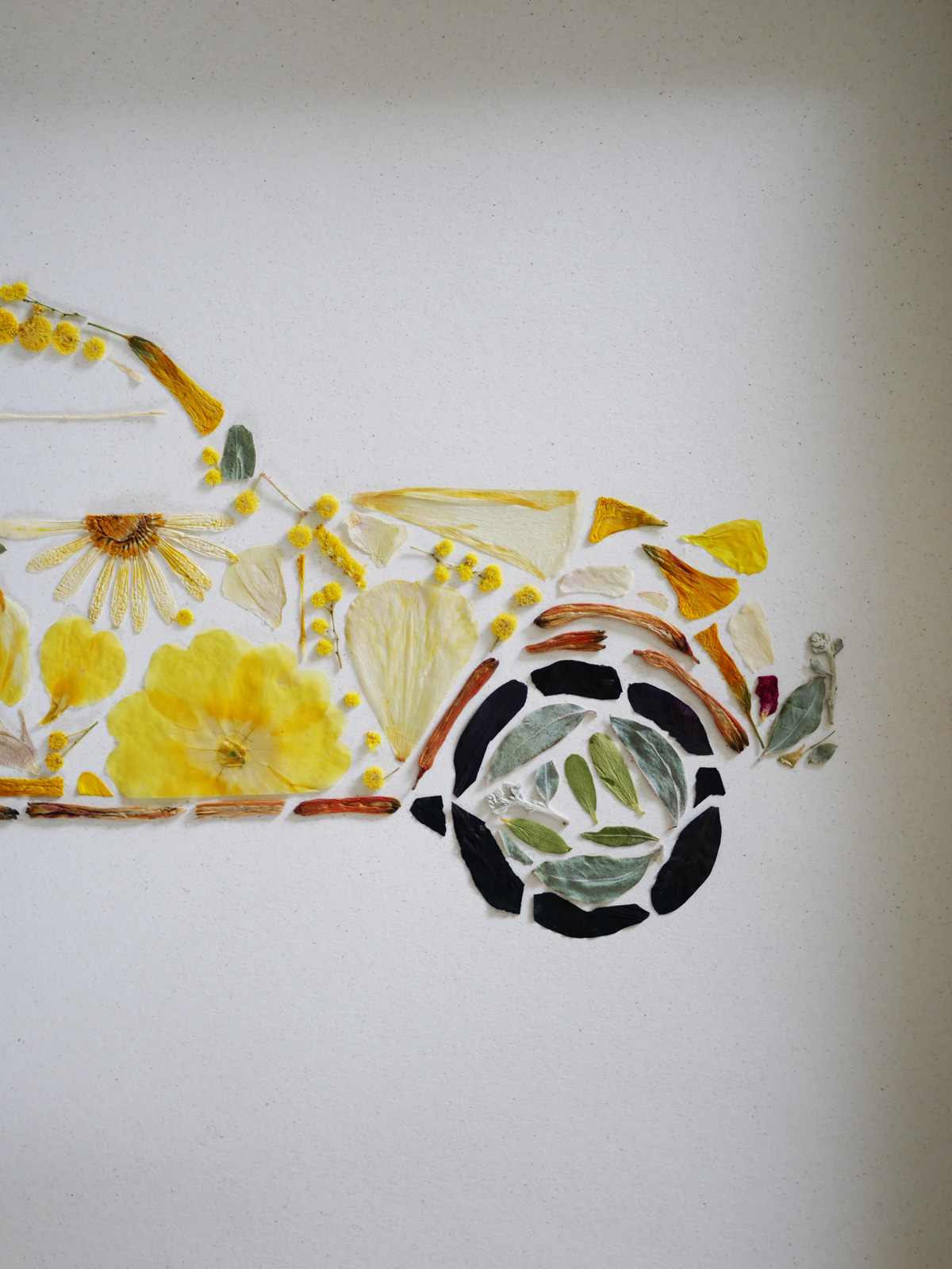 Herbier "La deudeuche" – Image 4