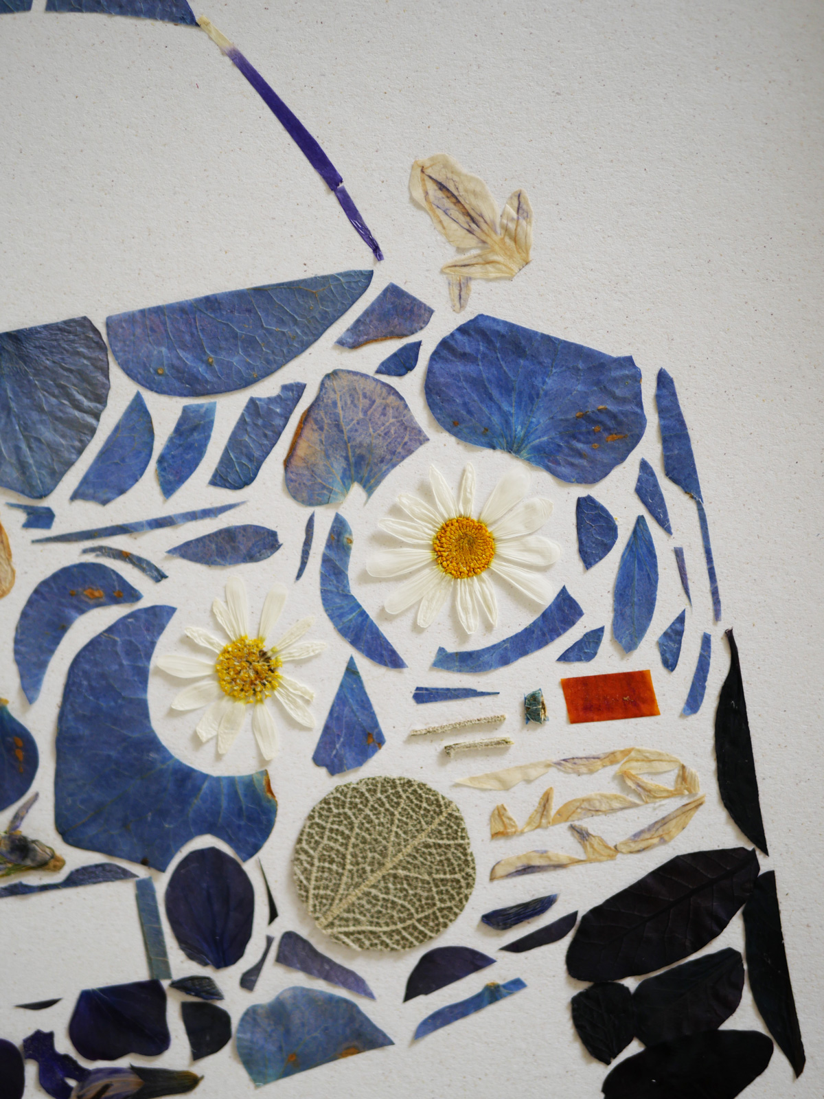 Herbier "La berlinette" – Image 4