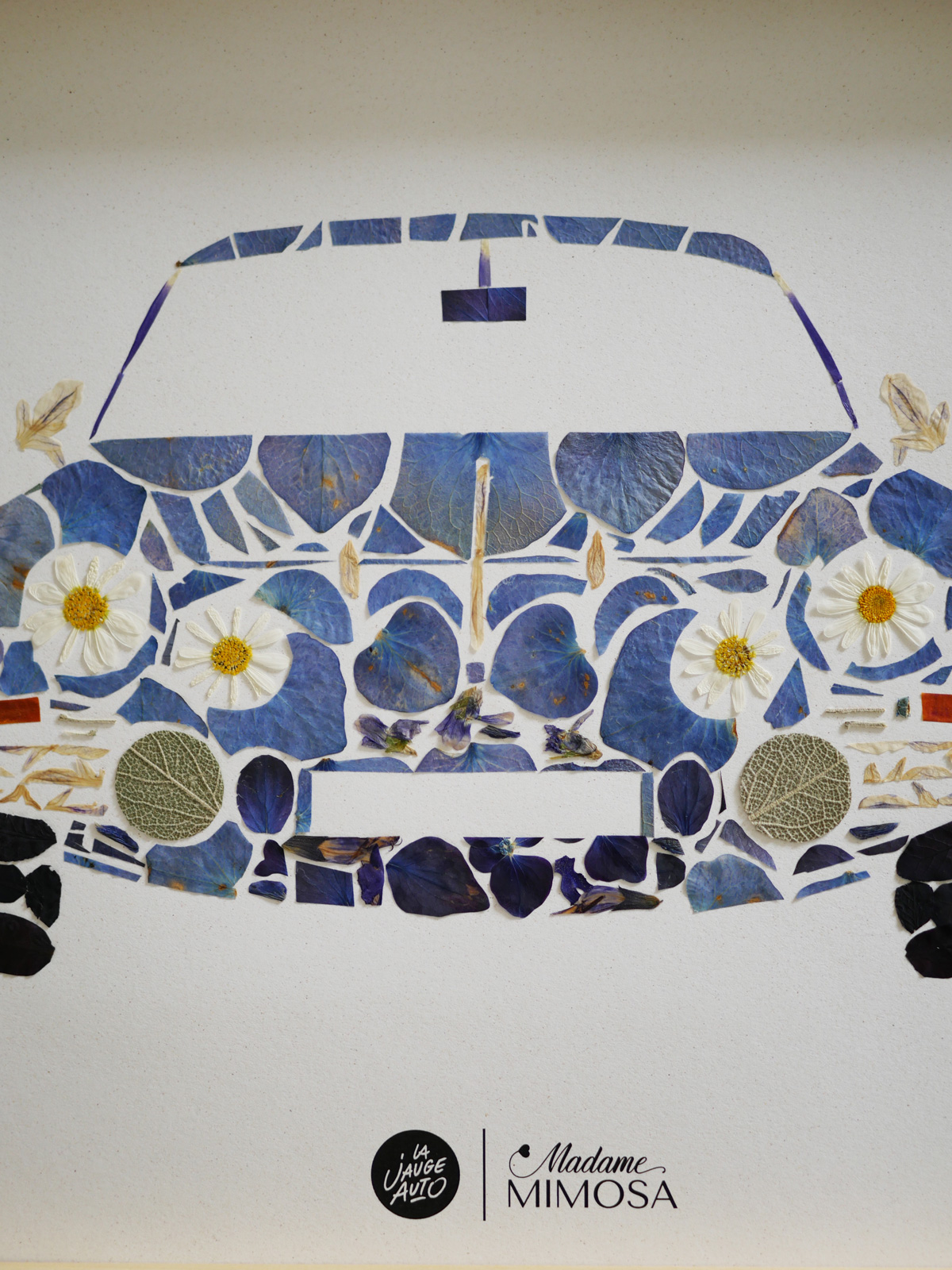 Herbier "La berlinette" – Image 5